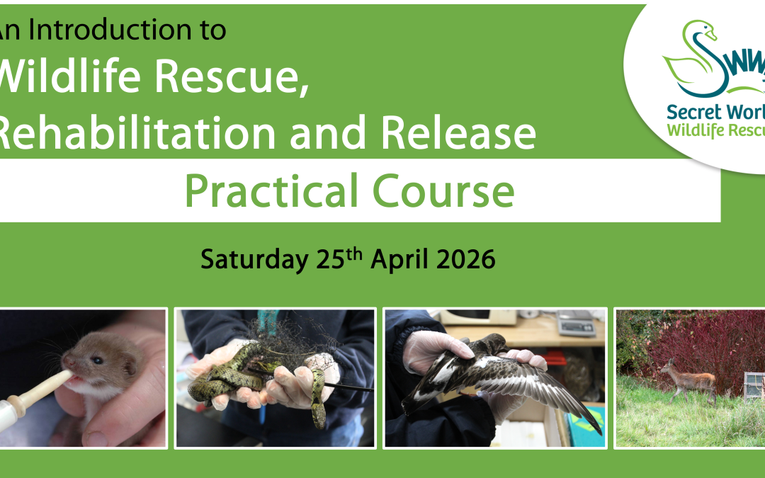 Wildlife Rehabilitation and Release Practical Course 2026